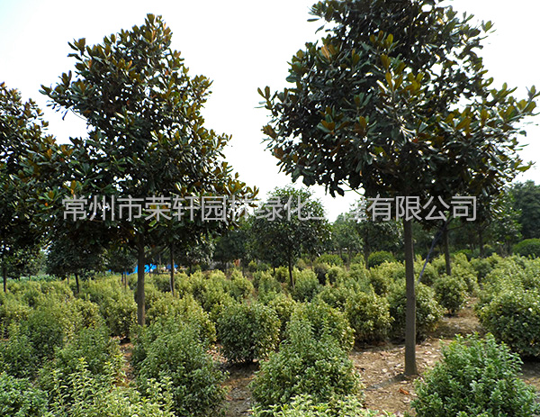 苗圃基地廣玉蘭養(yǎng)護